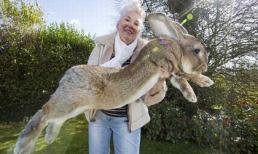 Chú thỏ lớn nhất thế giới với chiều dài 1,2m