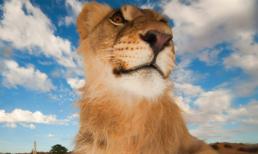 Hình ảnh sư tử chụp ảnh 'selfie' vô cùng đáng yêu