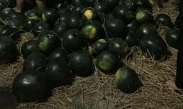 Sốc vì bị chửi 'dán mác' tình nguyện lừa bán dưa Quảng Nam