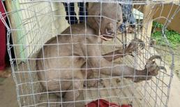 Những sinh vật lạ có hình dạng kỳ dị nhất