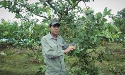 Tỷ phú ổi 4 mùa đất Bắc