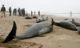 Cá heo chết nổi hàng loạt, Nhật lo sắp xảy ra động đất cực mạnh