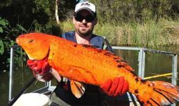 Hiểm họa từ những con cá vàng 'khổng lồ'