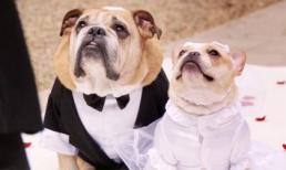 Đám cưới siêu lãng mạn của... 2 chú chó