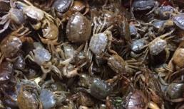 Cực kỳ nguy hiểm khi chế biến cua đồng sai cách