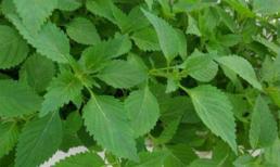 Những loại rau là thuốc kháng sinh tự nhiên