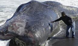 Cá voi khổng lồ trôi dạt vào bờ biển nước Mỹ