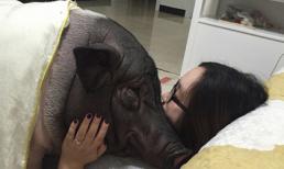 Cô gái nuôi lợn 85 kg làm thú cưng