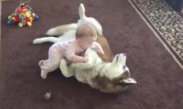Khi bé 'đấu vật' với chó Husky