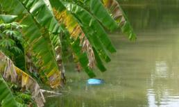 Phát hiện thi thể người phụ nữ nổi trên kênh