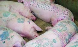 Chỉ là em cá tính