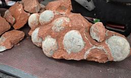 Phát hiện ổ hóa thạch trứng khủng long khổng lồ khi đào đường