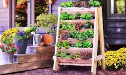 14 ý tưởng sáng tạo để có khu vườn thảo mộc trong nhà phố