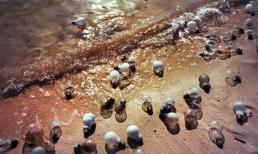 Những tác phẩm nghệ thuật từ rác đẹp ngỡ ngàng