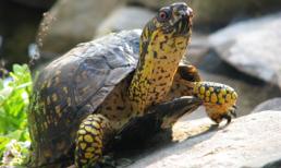 Bày rùa trong nhà cho tiền vô như nước