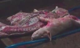 Người Sài Gòn hoang mang vì thịt heo tiêm thuốc an thần