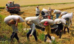 Giá gạo xuất khẩu Việt Nam thấp nhất thế giới