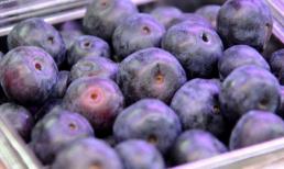 'Cuồng' việt quất, nhiều người chi tiền triệu mua giống