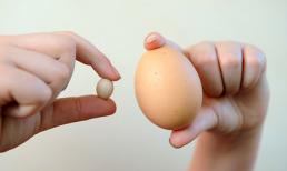 Phát hiện quả trứng gà nhỏ nhất thế giới