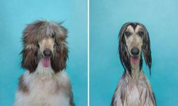 Chết cười với sự khác biệt của chó cưng trước và sau khi tắm