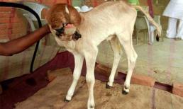 Kì lạ chú bê có tới… 5 cái miệng trên đầu