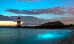 Hiện tượng lạ: Bờ biển rực sáng màu xanh ma quái