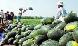 Nông sản Việt đang 'chết mòn' vì... thương lái