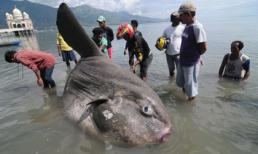 Phát hiện cá lạ nặng 1,5 tấn dạt vào bờ