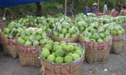 Giá trái cây giảm thê thảm