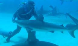 Cách để 'thôi miên' những chú cá mập đầy nguy hiểm
