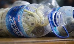 Nhét vẹt quý vào chai nhựa để trốn hải quan