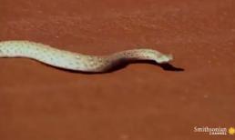 Cận cảnh 'sát thủ' đáng sợ nhất trên sa mạc Sahara