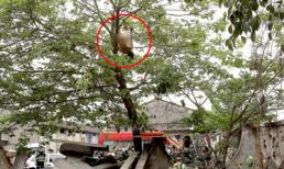 Giải cứu người đàn ông không mặc gì treo mình trên cây