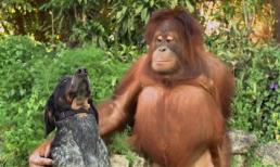 Tình bạn kỳ lạ giữa các loài động vật