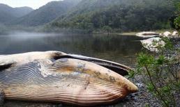 Hàng loạt cá voi quý hiếm chết bí ẩn tại Chile