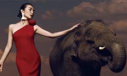 Lý Băng Băng khoe dáng gợi cảm bên những chú voi