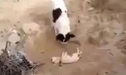 Xúc động cảnh chó mẹ tự chôn cất chó con