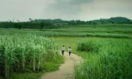 'Tôi thấy hoa vàng trên cỏ xanh' gây xôn xao cộng đồng mạng