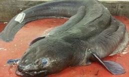 Bắt được con lươn khổng lồ dài hơn 6m ở Anh