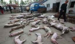 Xót lòng cảnh lợn chết ngổn ngang do điện giật