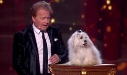 Chú chó biết nói tiếng người đã trở lại