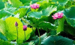 3 địa điểm ngắm sen đẹp ở Hà Nội