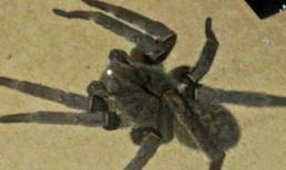 Loài nhện độc nhất thế giới bất ngờ xuất hiện