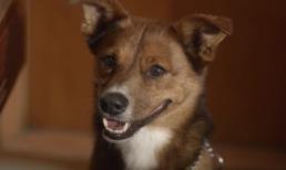 Câu chuyện cảm động về lòng trung thành của chú chó