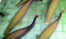 Cận cảnh đàn cá được trả giá 1,5 tỷ đồng