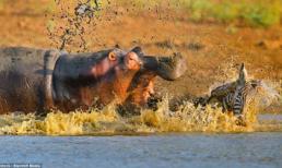 Khoảnh khắc hà mã tấn công cá sấu khổng lồ