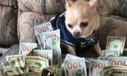 Những chú chó có cuộc sống giàu sang