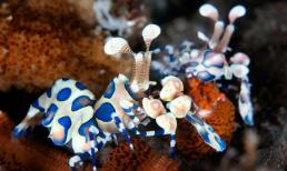 Hình ảnh tuyệt đẹp của những động vật dưới biển