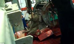 Đột nhập lò mổ giết bò chết tươi bằng máy man rợ