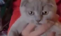 Thánh ảo thuật lại tái xuất